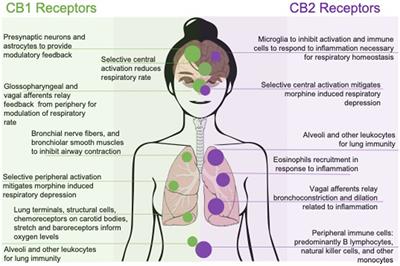 The endocannabinoid system and breathing